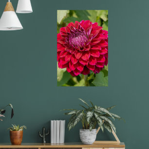 Pink Dahlia Photography, Canadian Flower Poster