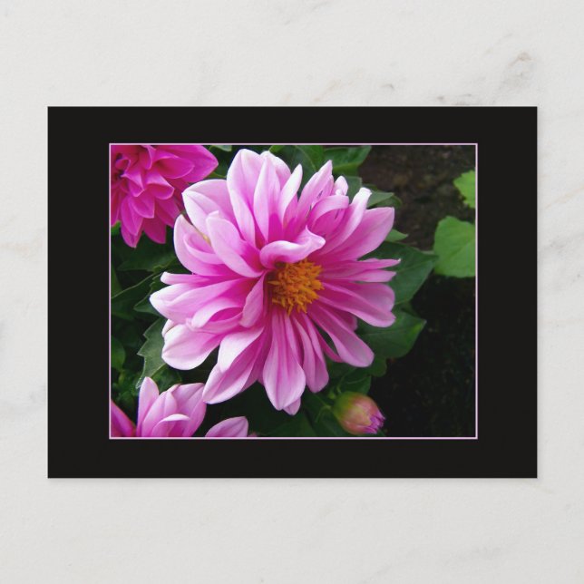 Pink Dahlia Postcard (Front)