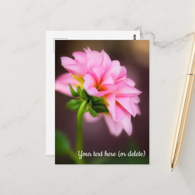 Pink Dahlia Postcard (Front/Back In Situ)