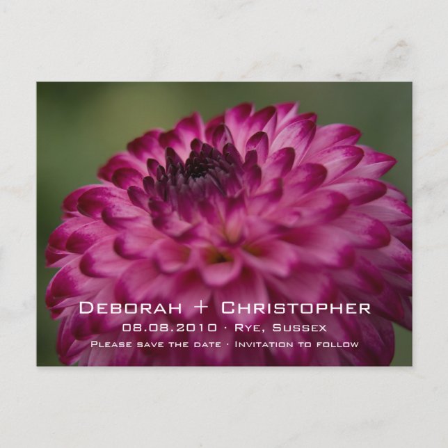 Pink Dahlia • Save the Date Postcard (Front)