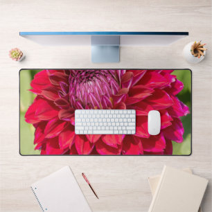Pink Dahlia Splendor : En Pleine Fleur