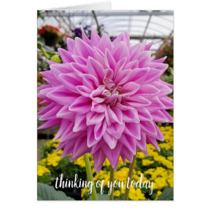 pink dahlia-thinking of you