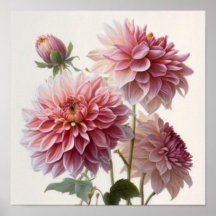 Pink Dahlias Flower Art Print Poster