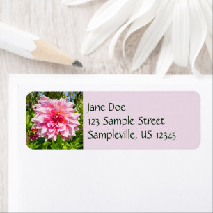 Pink Dahlias (Otto's Thrill)