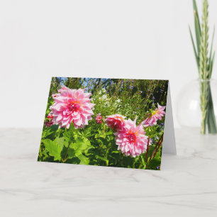 Pink Dahlias (Otto's Thrill) Card