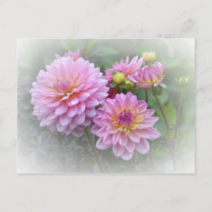 Pink Dahlias Postcard
