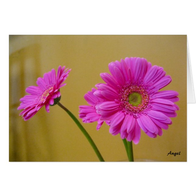 Pink Daisies (Front Horizontal)