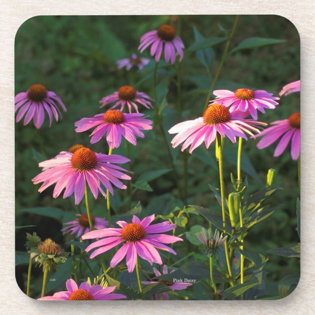 Pink Daisies set of 6 plastic coasters (Front)