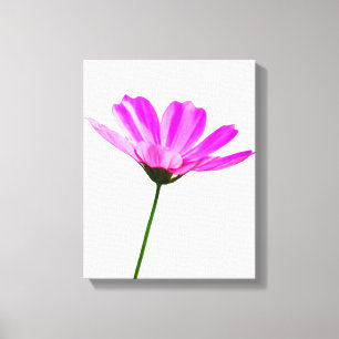Pink Daisy Canvas Print