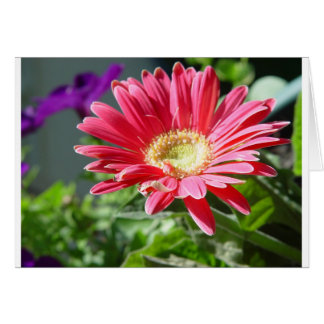Pink Daisy Card