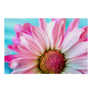 Pink Daisy Flower Bloom Poster