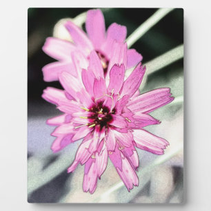 Pink daisy flower. Floral photo art. Plaque