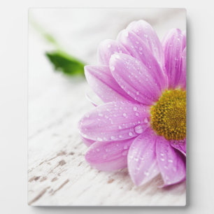 Pink daisy flower gift plaque