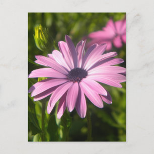 Pink Daisy Flower Postcard