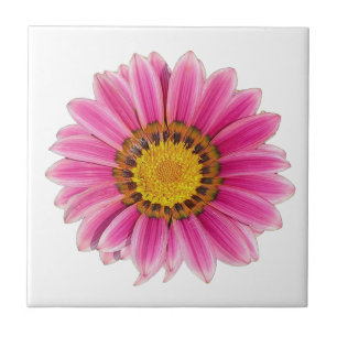 Pink Daisy Flower White Background Tile