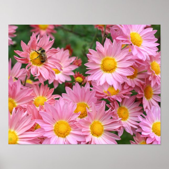 Pink Daisy Flowers And Bumble Bee  Poster (Front)