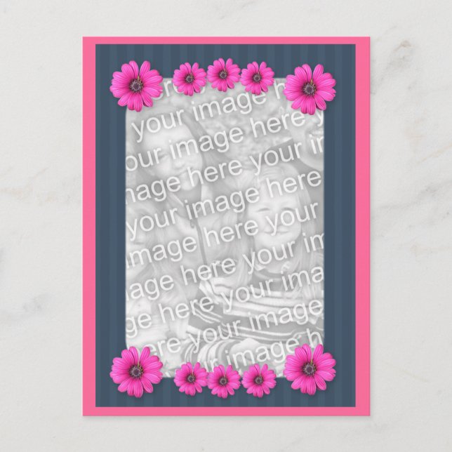 Pink Daisy Flowers Photo Postcard (Front)