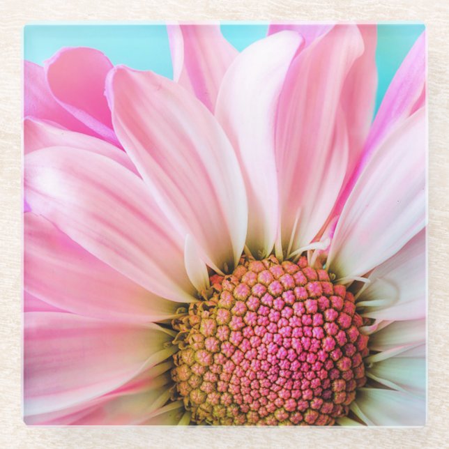 Pink Daisy Glass Coaster (Front)