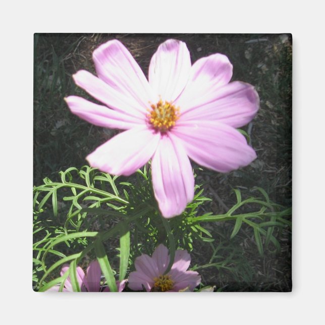 Pink Daisy Magnet (Front)