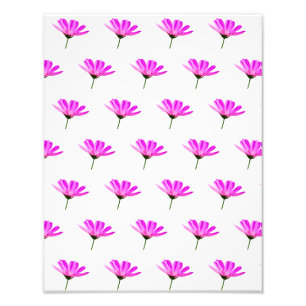 Pink Daisy Photo Print