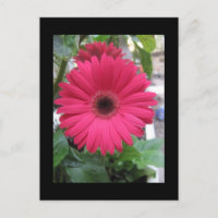 Pink Daisy