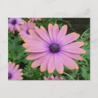 Pink Daisy
