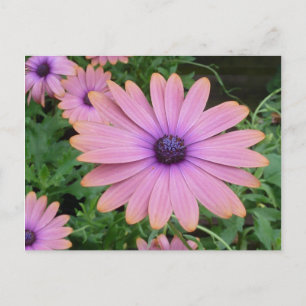 Pink Daisy Postcard