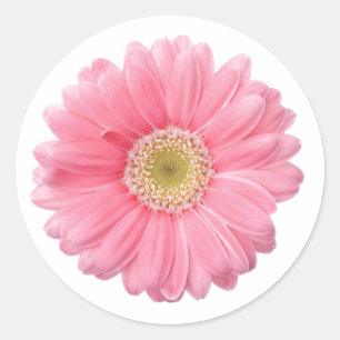 PINK DAISY Single Flower White Background P06A Classic Round Sticker