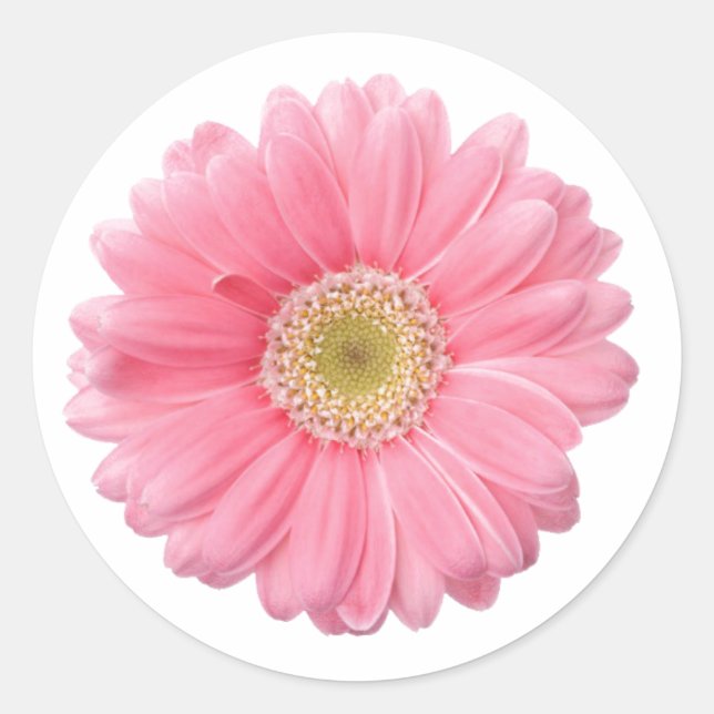 PINK DAISY Single Flower White Background P06A Classic Round Sticker (Front)