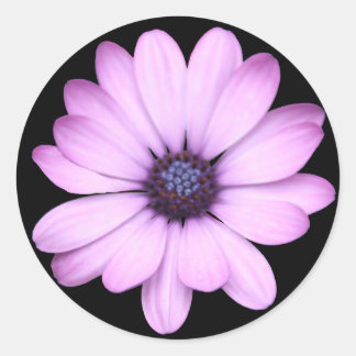 Pink daisy type flower classic round sticker