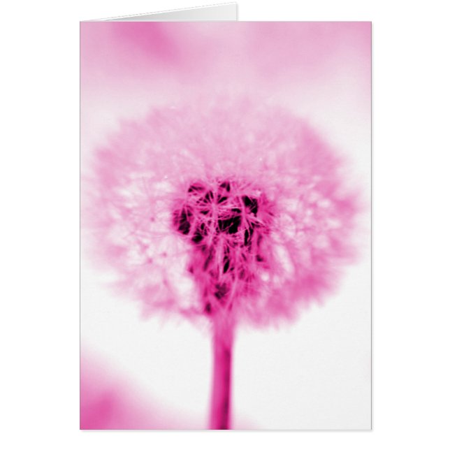 Pink Dandelion (Devant)