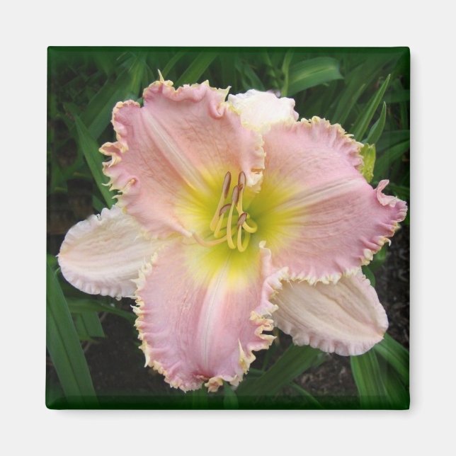 Pink Day Lily Il a des dents carré 2x2 aimant (Devant)
