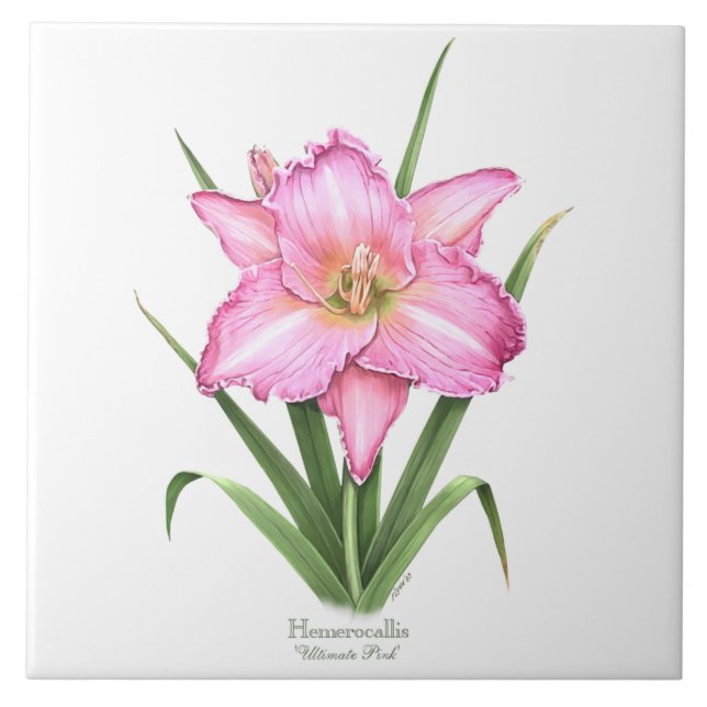 Pink Daylily Botanical Art Style Tile (Front)