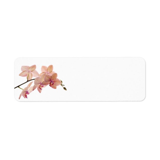 Pink Dendrobium Orchid Flower - Orchids Template (Front)