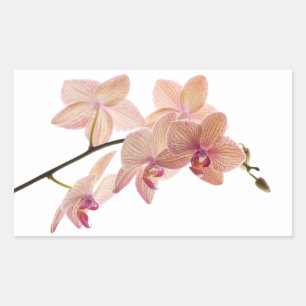 Pink Dendrobium Orchid Flower - Orchids Template Sticker