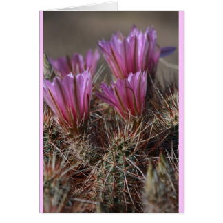 Pink Desert cactus bloom