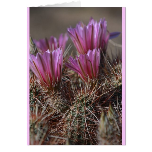 Pink Desert cactus bloom (Front)