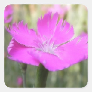 Pink Dianthus Bloom Square Sticker