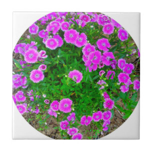 Pink Dianthus Flower Tile