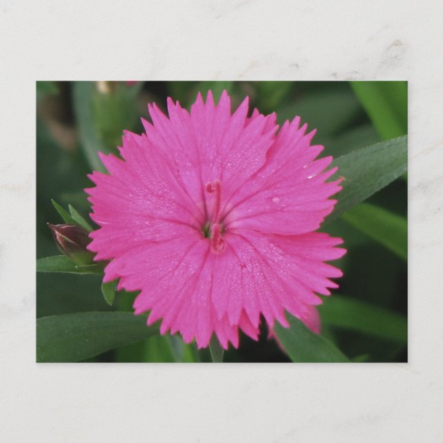 Pink Dianthus Postcard (Front)