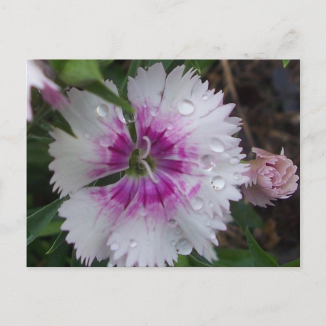 PINK DIANTHUS POSTCARD (Front)