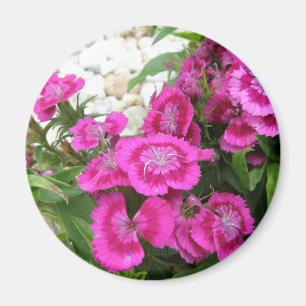 Pink Dianthus/Sweet William Magnet