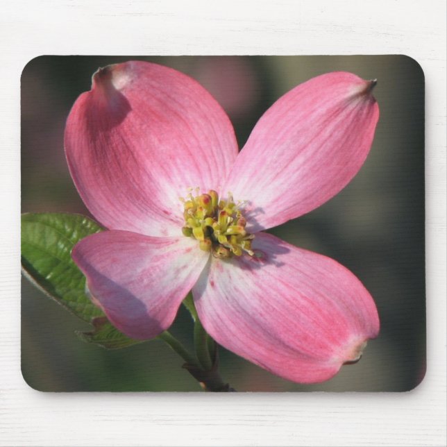 Pink  Dogwood Bloom Mouse Pad (Front)