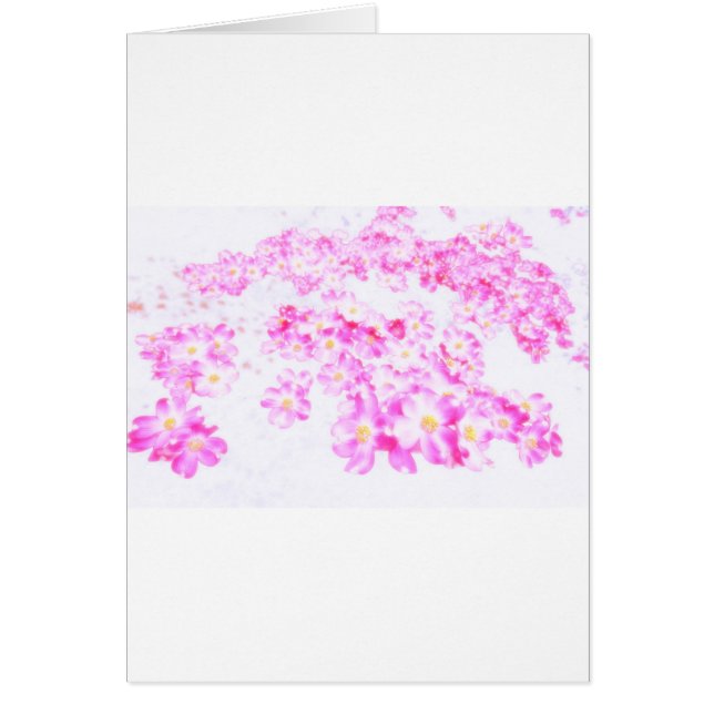 Pink Dogwood Blossom (Front)