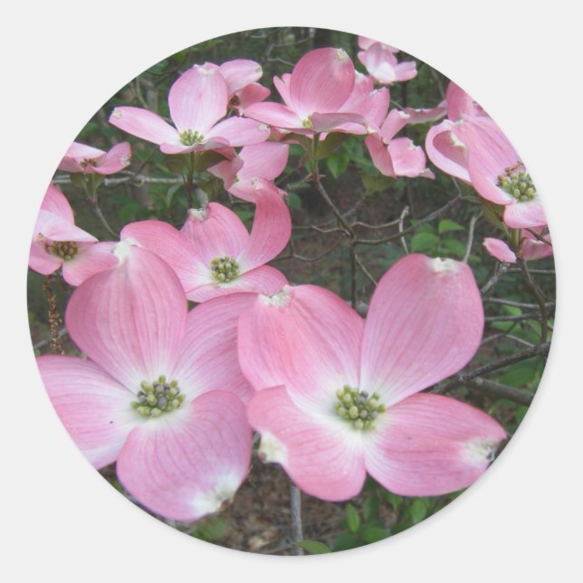 Pink Dogwood Classic Round Sticker (Front)