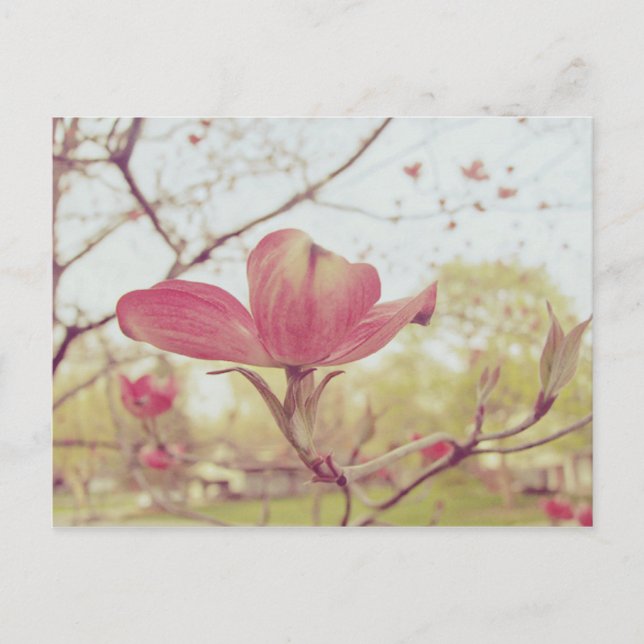 Pink Dogwood Flower Postcard (Front)