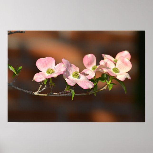 Pink Dogwood Flowers Poster (Front)