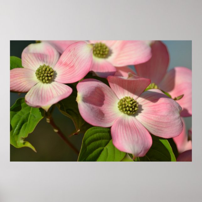 Pink Dogwood Flowers Poster (Front)