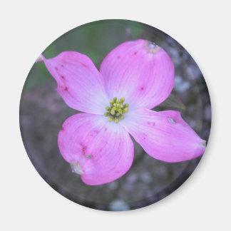Pink Dogwood Magnet
