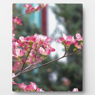Pink Dogwood Plaque